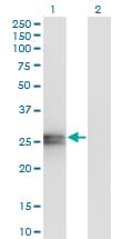 Monoclonal Mouse anti-Human APOA1 / Apolipoprotein A 1 Antibody (clone 3A11-1A9, WB)