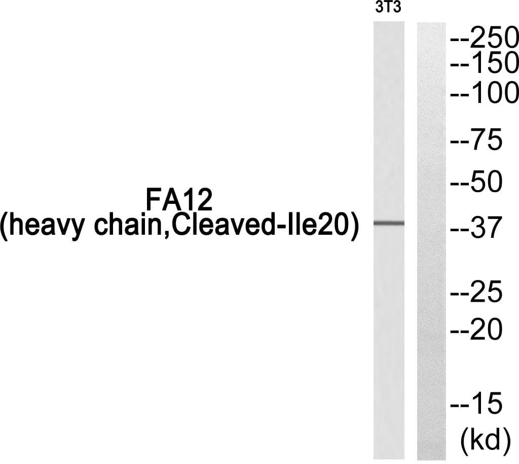 F12 / Factor XII Antibody (heavy chain, Cleaved-Ile20)