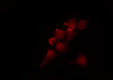 MGST2 Antibody