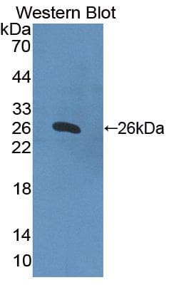 HPS4 Antibody (aa20-214, Biotin)