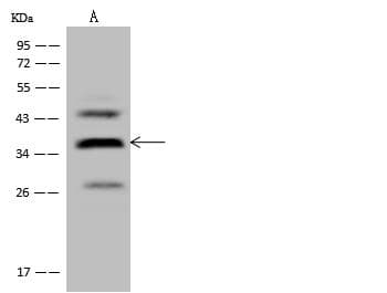 WDR54 Antibody