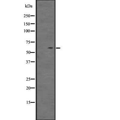 GPR161 Antibody