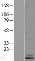 CST6 / Cystatin E/M Protein (Over-Expression Lysate Myc-DDK (Flag))