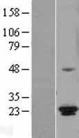 ICT1 / DS1 Protein (Over-Expression Lysate Myc-DDK (Flag))