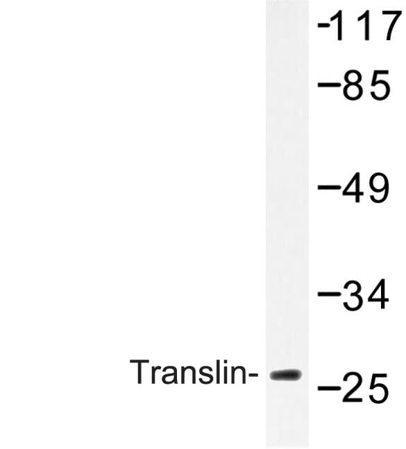 TSN / Translin Antibody (Glu121)