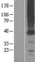 SLCO4C1 Protein (Over-Expression Lysate Myc-DDK (Flag))