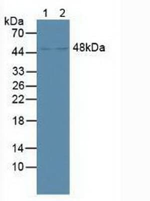 NR1H4 / FXR Antibody (aa211-486)