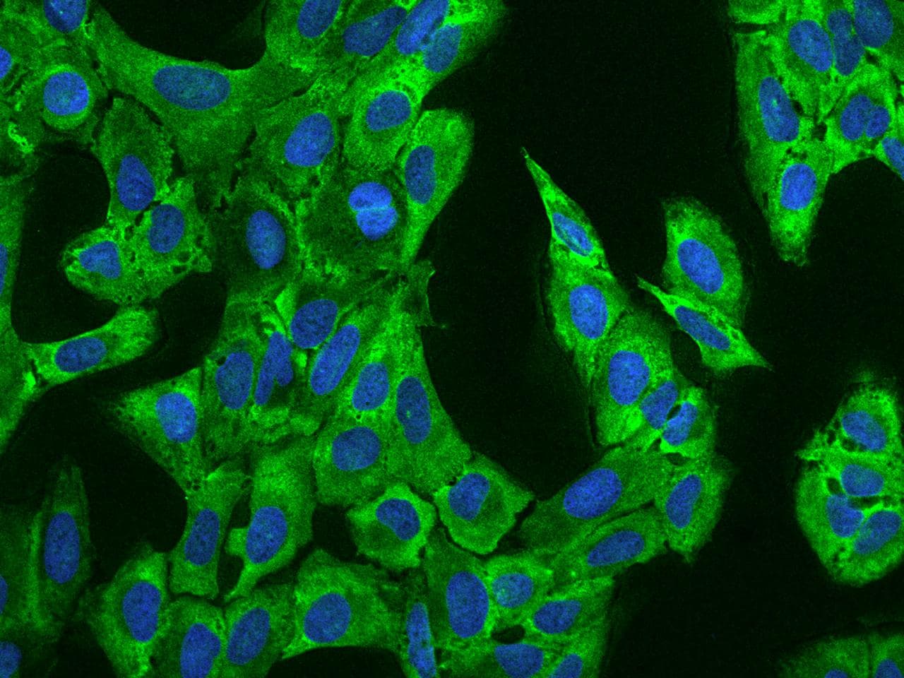 Polyclonal Rabbit anti-Human CAPRIN1 Antibody (IHC, IF)