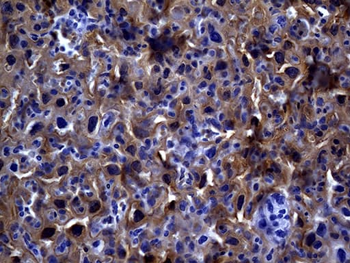 Monoclonal Mouse anti-Human MME / CD10 Antibody (clone UMAB236, Carrier-free, aa411-750, IHC, WB)