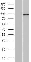 PLEKHG6 Protein (Over-Expression Lysate Myc-DDK (Flag))