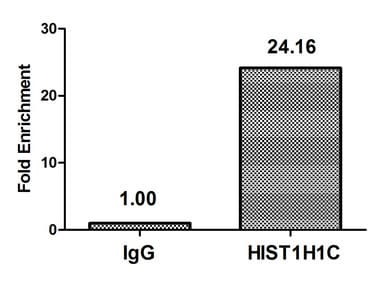 HIST1H1C Antibody