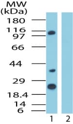 IPO8 / Importin 8 Antibody (aa850-900)