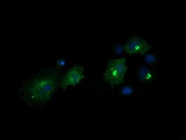 Monoclonal Mouse anti-Human CHGA / Chromogranin A Antibody (clone OTI1A3, Carrier-free, IHC, IF, WB)
