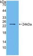 BMF Antibody (aa1-181)