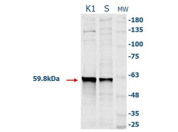 CAT / Catalase Antibody