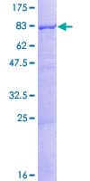 Human ATL3 Protein (Recombinant GST)