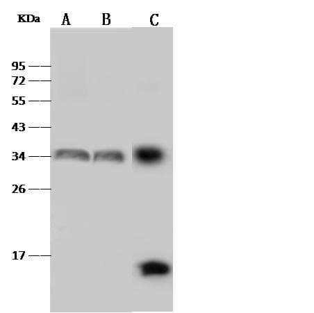 HLA-DR Antibody (Preservative Free)