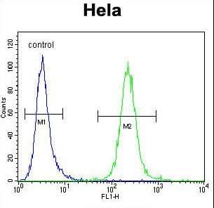 POLR1B Antibody (aa89-117)