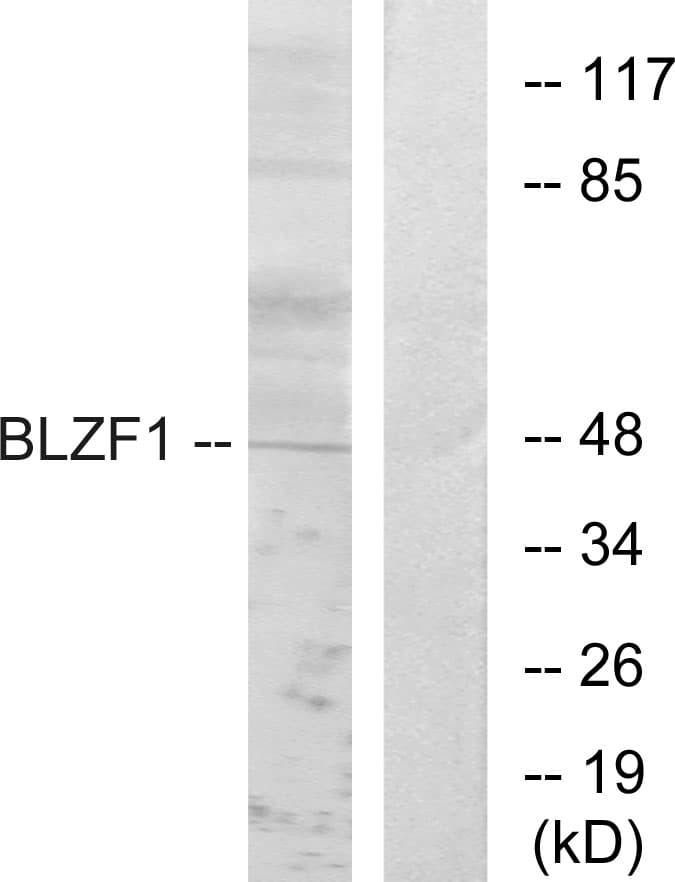 BLZF1 Antibody (aa10-59)
