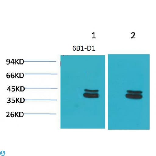 MAPK3 / ERK1 Antibody