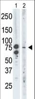 IHC-plus™ BRD3 Antibody (aa672-702)