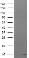 ROMO1 Antibody (clone OTI1C7)