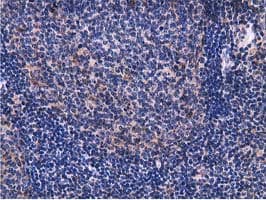 VWA5A Antibody (clone OTI3D6)