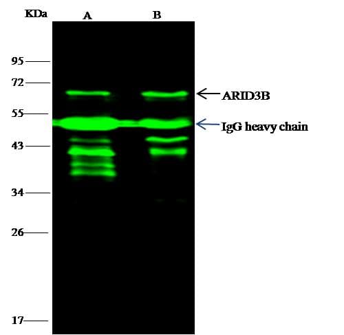 ARID3B Antibody (clone 008, Preservative Free)