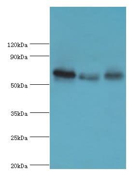 GBP1 Antibody (aa383-592)