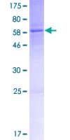 Human MAGED4 Protein (Recombinant GST)