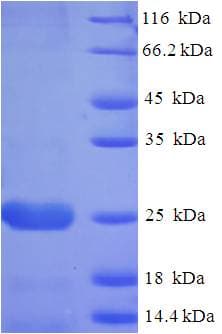 Pseudomonas syringae dsbA Protein (Recombinant His)