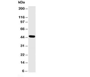 SKP2 Antibody (aa2-20)