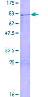 Human CCNB1 / Cyclin B1 Protein (Recombinant GST)
