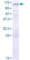 Human DNMBP / TUBA Protein (Recombinant GST)