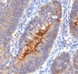 Secretory Component Antibody (clone SC05, Ready-to-Use)