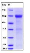 Human ADCYAP1R1 / PAC1 Receptor Protein (Recombinant Human IgG Fc, C-terminus)