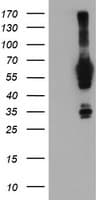 NMT2 Antibody (clone OTI1G2)