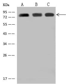 ARID3A / DRIL1 Antibody