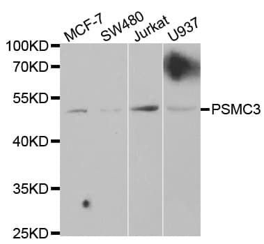 PSMC3 Antibody