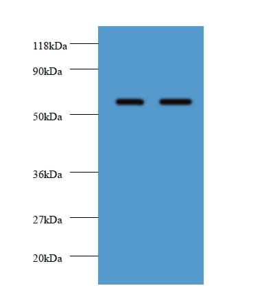 IHC-plus™ FUCA2 Antibody