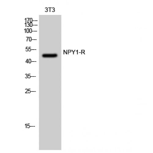 NPY1R Antibody (190-270 aa, Internal)