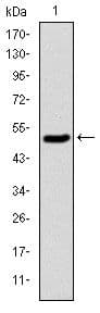 KIF22 / OBP Antibody (clone 1000)