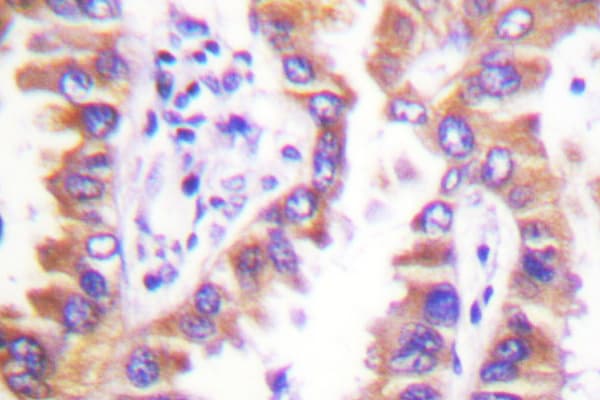 Polyclonal Rabbit anti-Human CANX / Calnexin Antibody (Asp577, IHC, IF, WB)