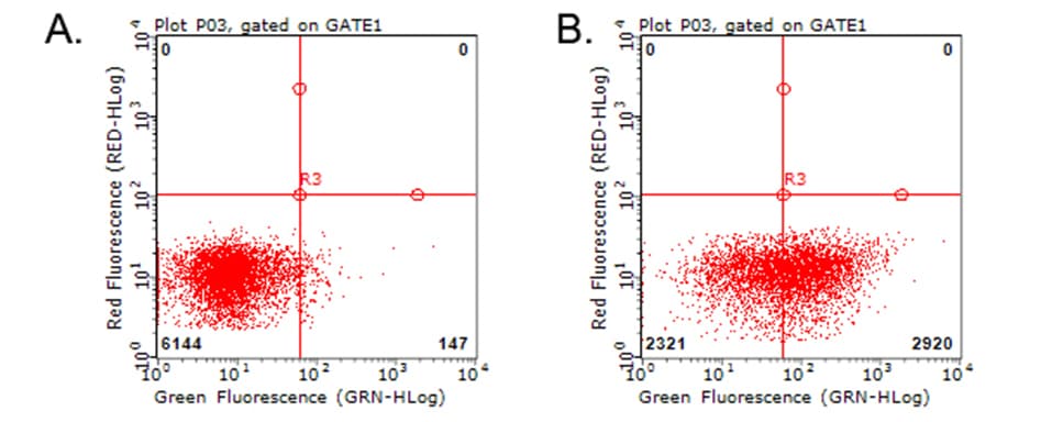 Monoclonal Mouse anti-Human HAVCR2 / TIM-3 Antibody (clone OTI1E2, WB)
