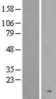 CFHR4 Protein (Over-Expression Lysate Myc-DDK (Flag))
