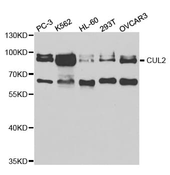 Polyclonal Rabbit anti-Human CUL2 / Cullin 2 Antibody (IHC, IF, WB)