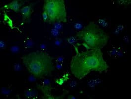 GBP2 Antibody (clone OTI4E7, Carrier-free)