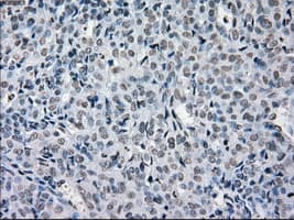PRKY Antibody (clone OTI3E10, Carrier-free)