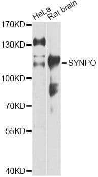 SYNPO / Synaptopodin Antibody