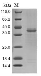 Crab-eating macaque LGMN / Legumain Protein (Recombinant 10His, N-terminus + Myc, C-terminus)